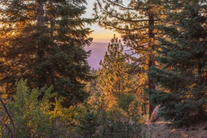 cropped-The-Forest-at-Sunset_Bryant-Baker-422x281-1.jpg